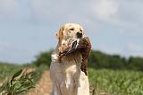 LABRADOR 450